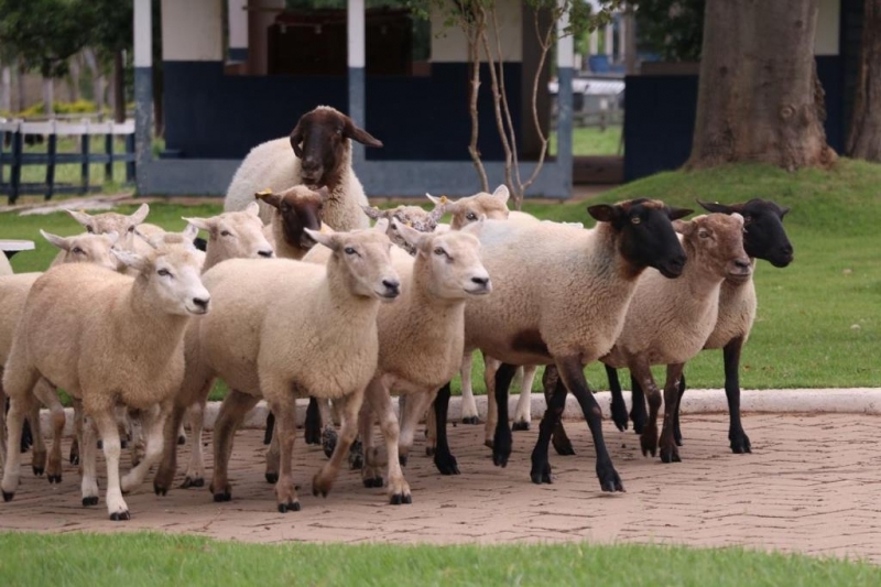 Turismo fazenda-experimental-e-fazendinha-de-mini-animais-unimar
