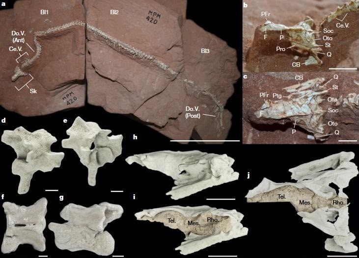 Noticia fossil-descoberto-por-william-nava-coloca-marilia-em-destaque-na-revista